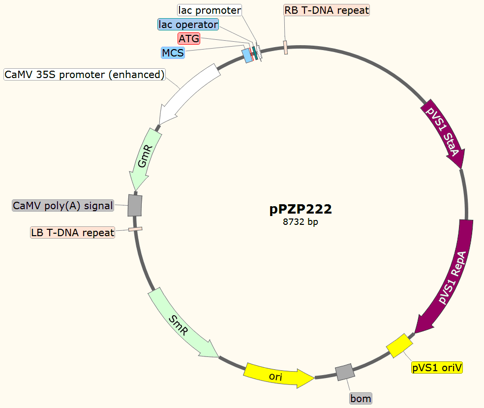 pPZP222载体图谱